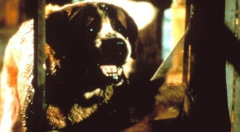 Netflix重制《狂犬惊魂》斯蒂芬·金惊悚名作-起点剧情网